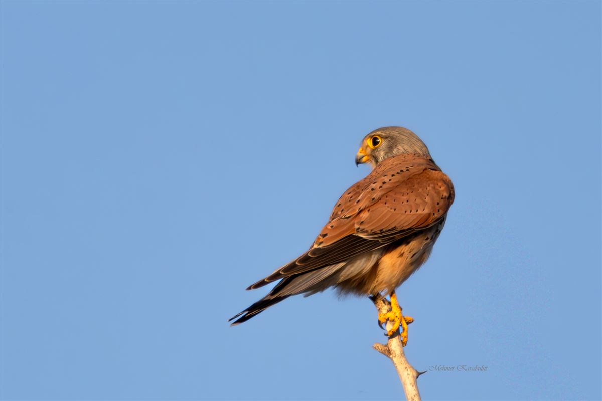 Common Kestrel