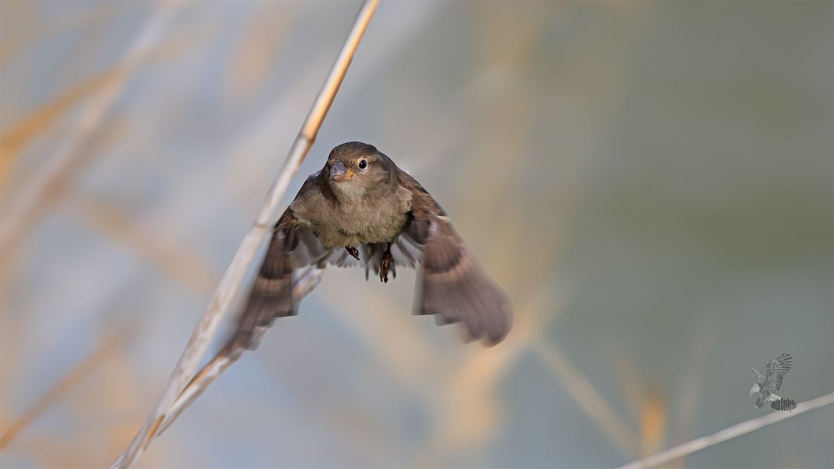 House Sparrow
