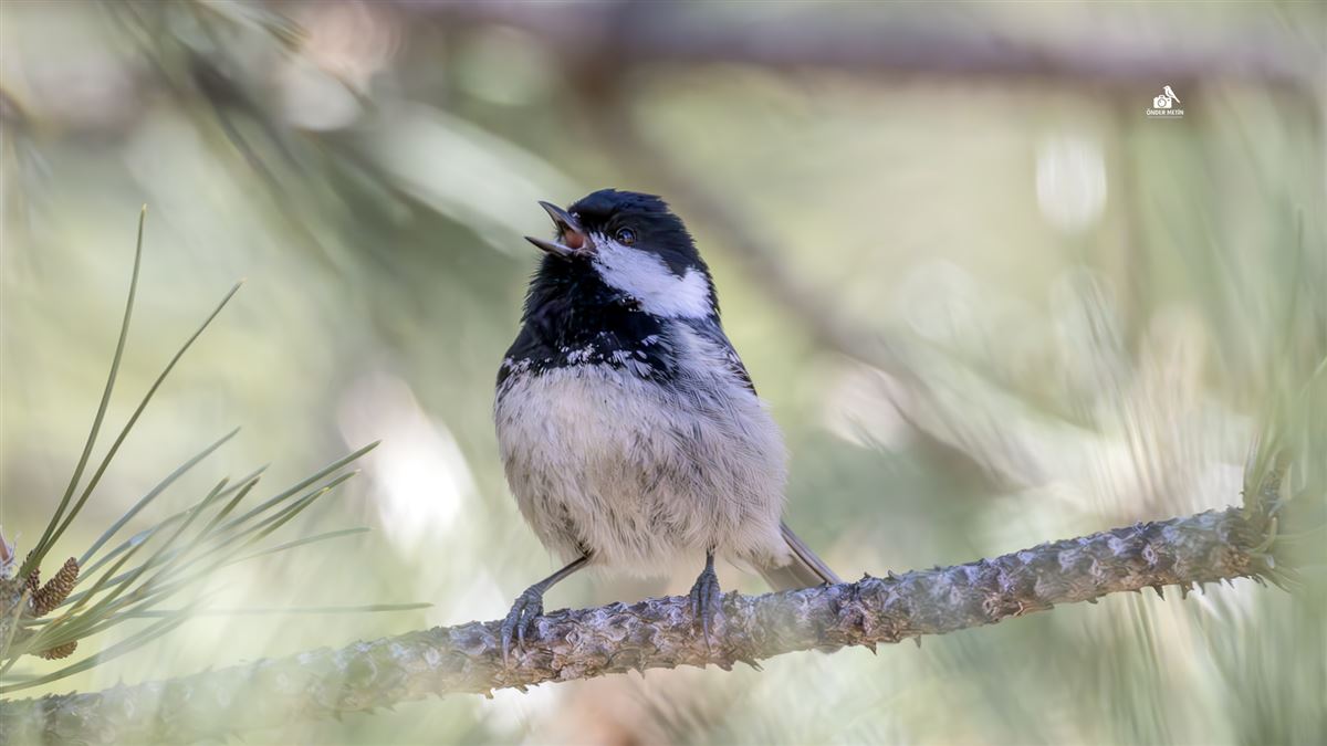 Coal Tit