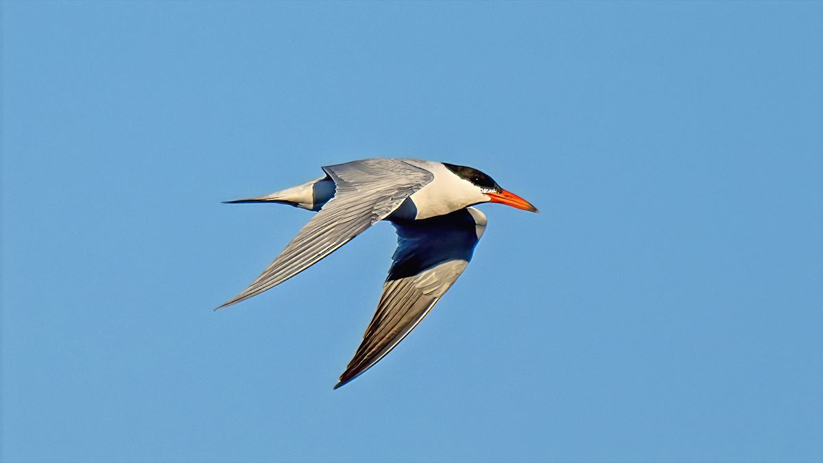 Caspian Tern