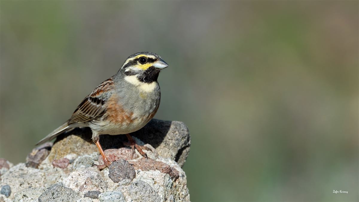 Cirl Bunting