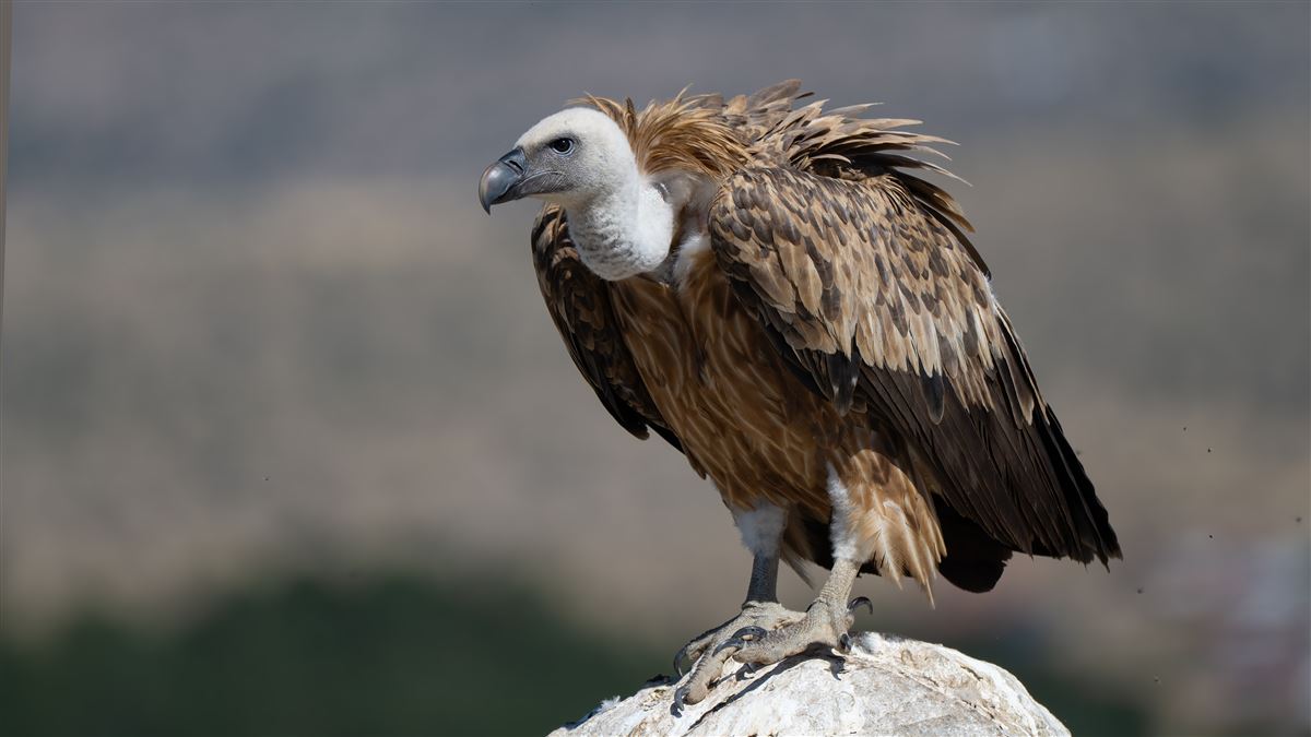 Griffon Vulture