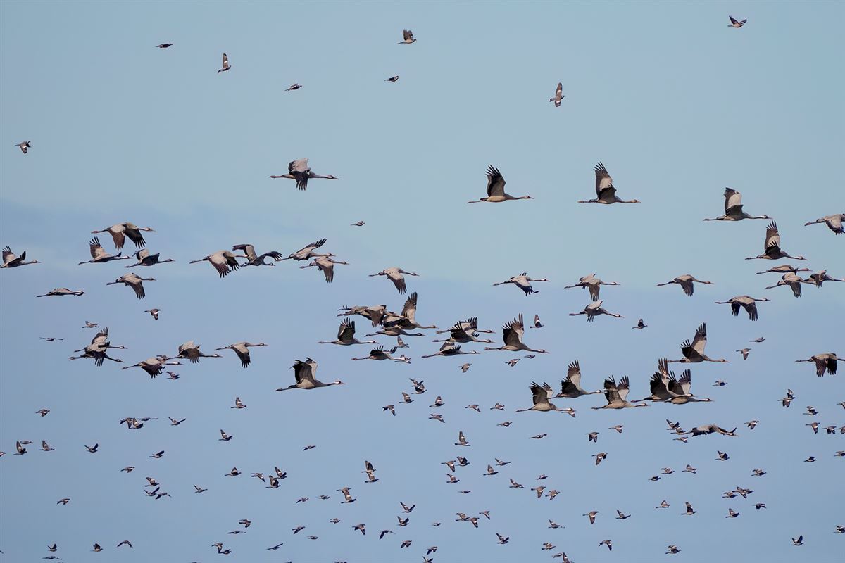 Common Crane