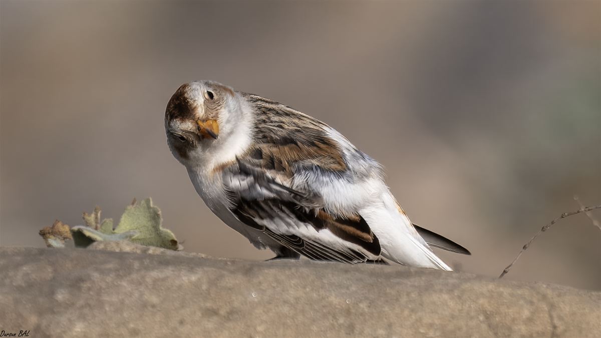 Snow Bunting