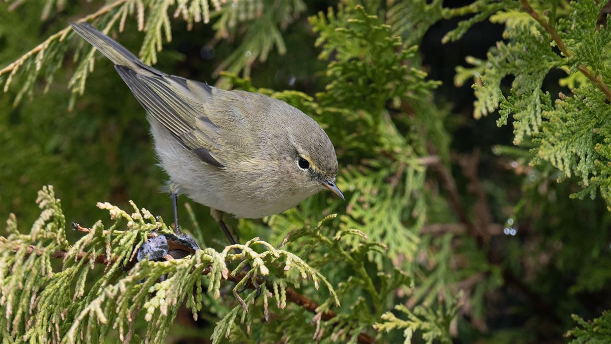 Eastern Bonelli`s Warbler