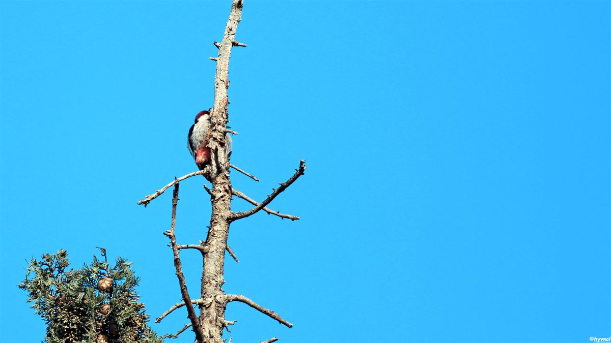 Syrian Woodpecker