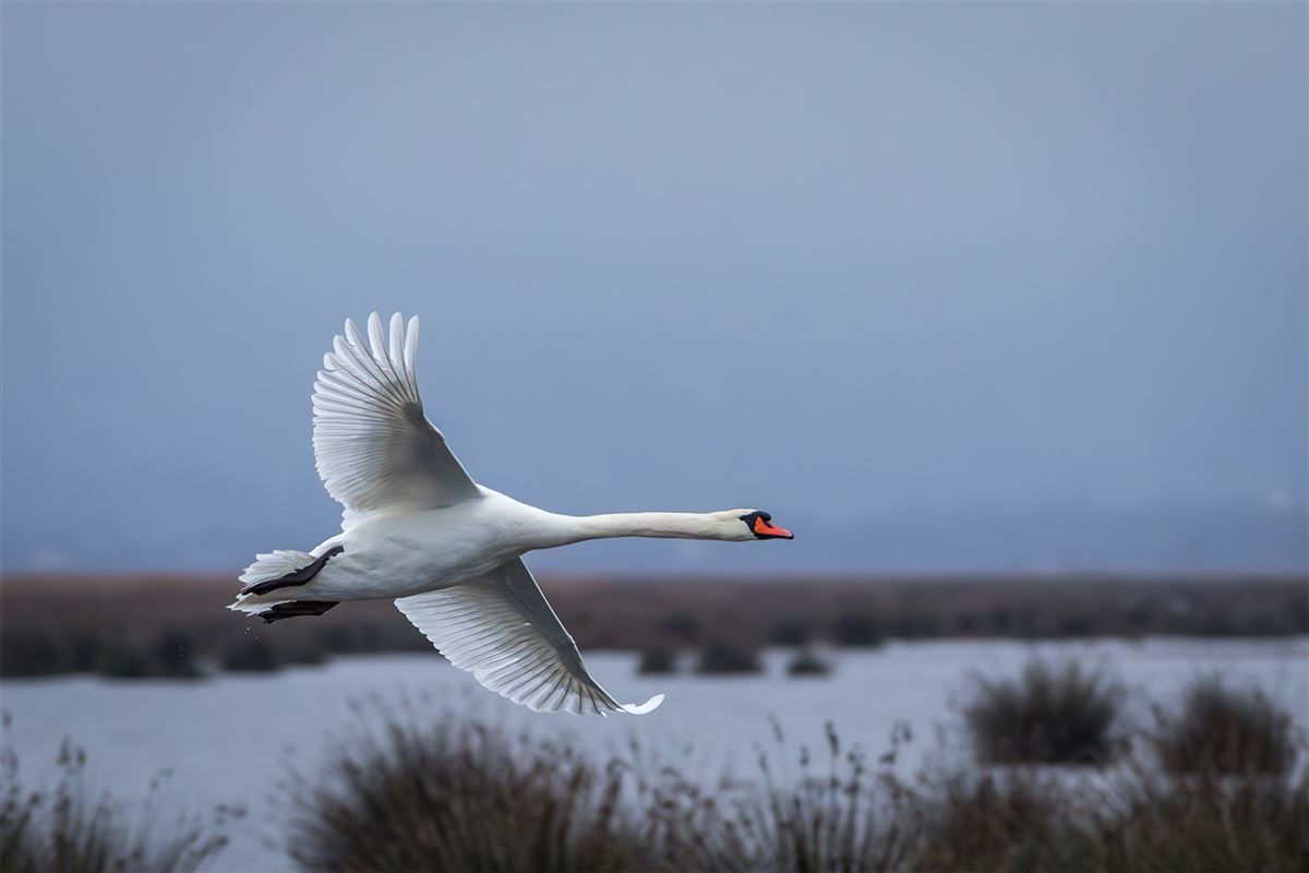 Mute Swan