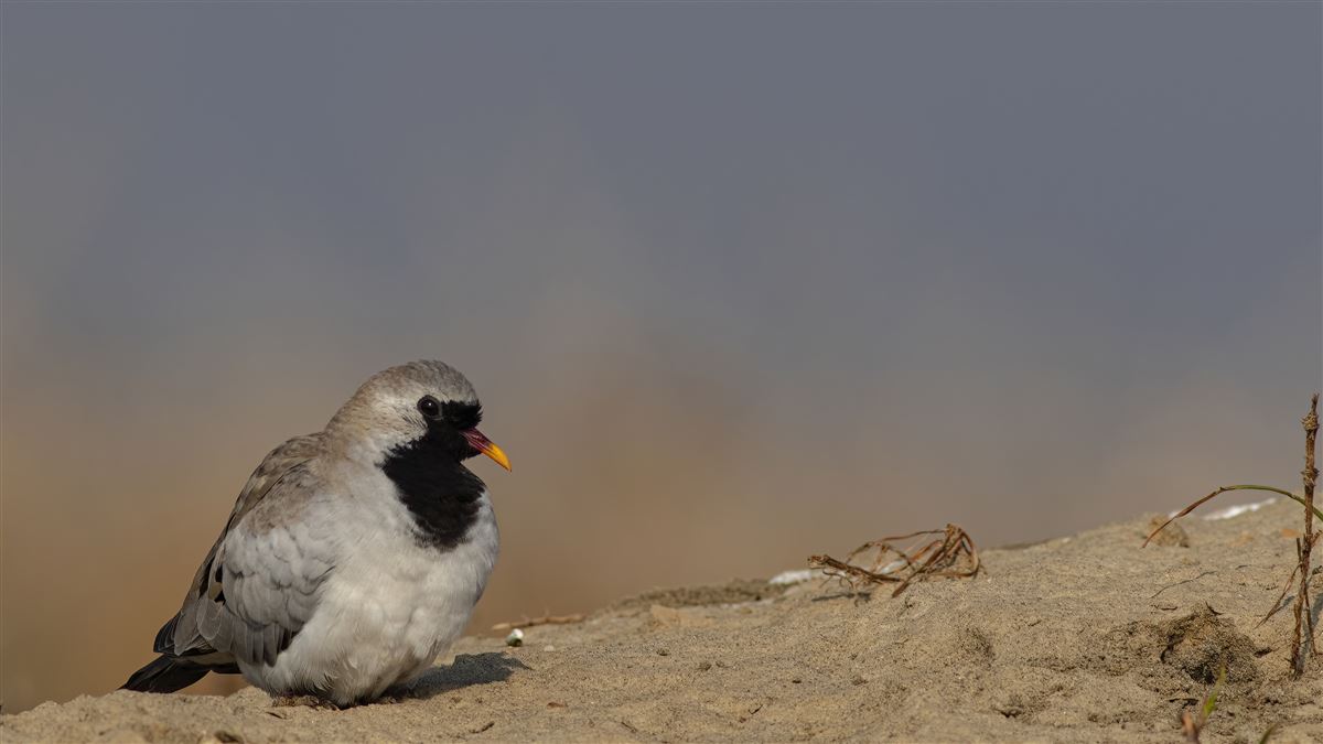 Namaqua Dove