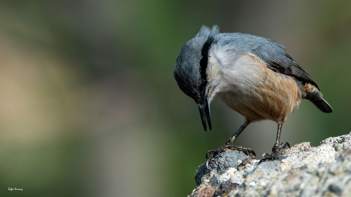 Western Rock Nuthatch