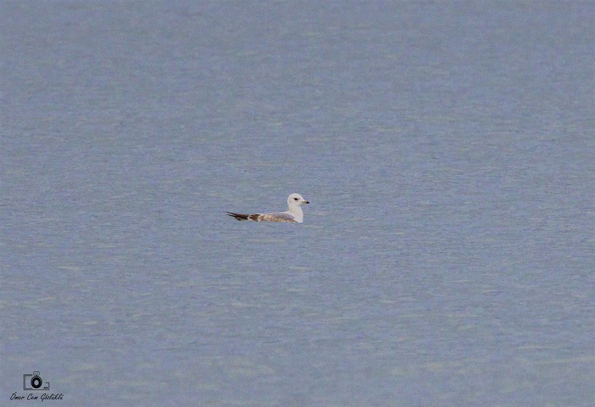 Common Gull