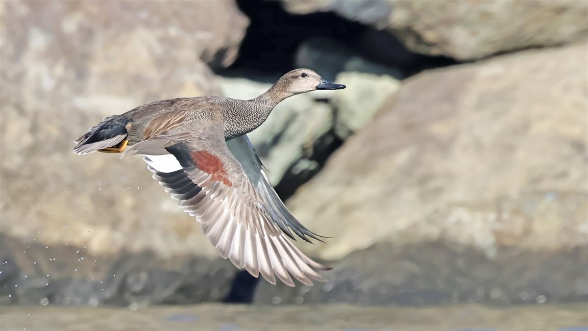 Gadwall