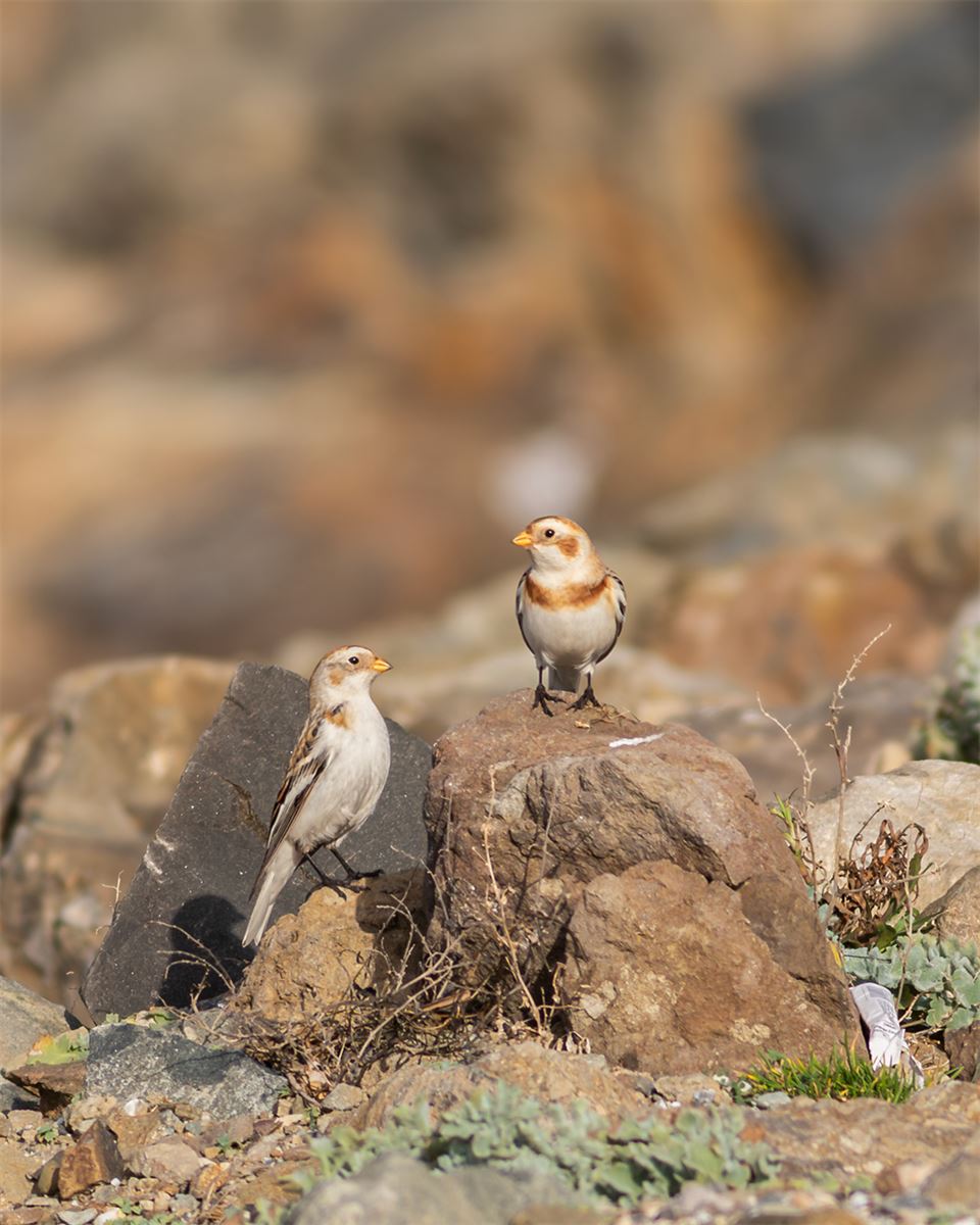 Snow Bunting