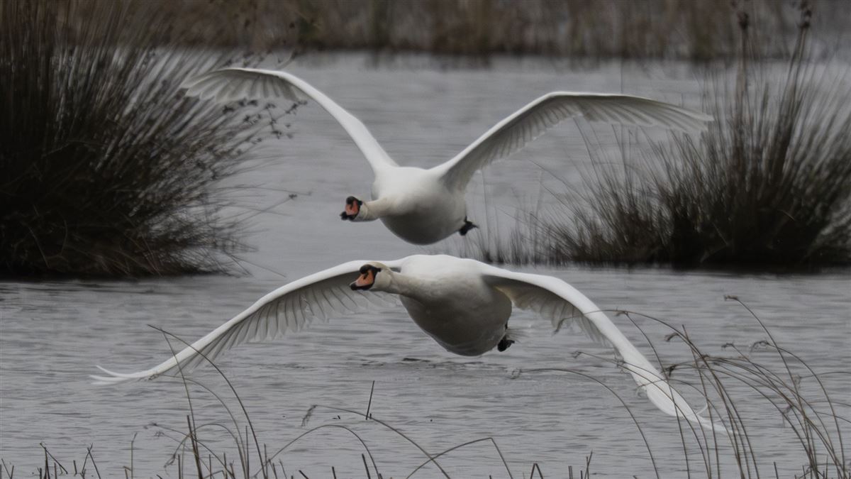 Mute Swan