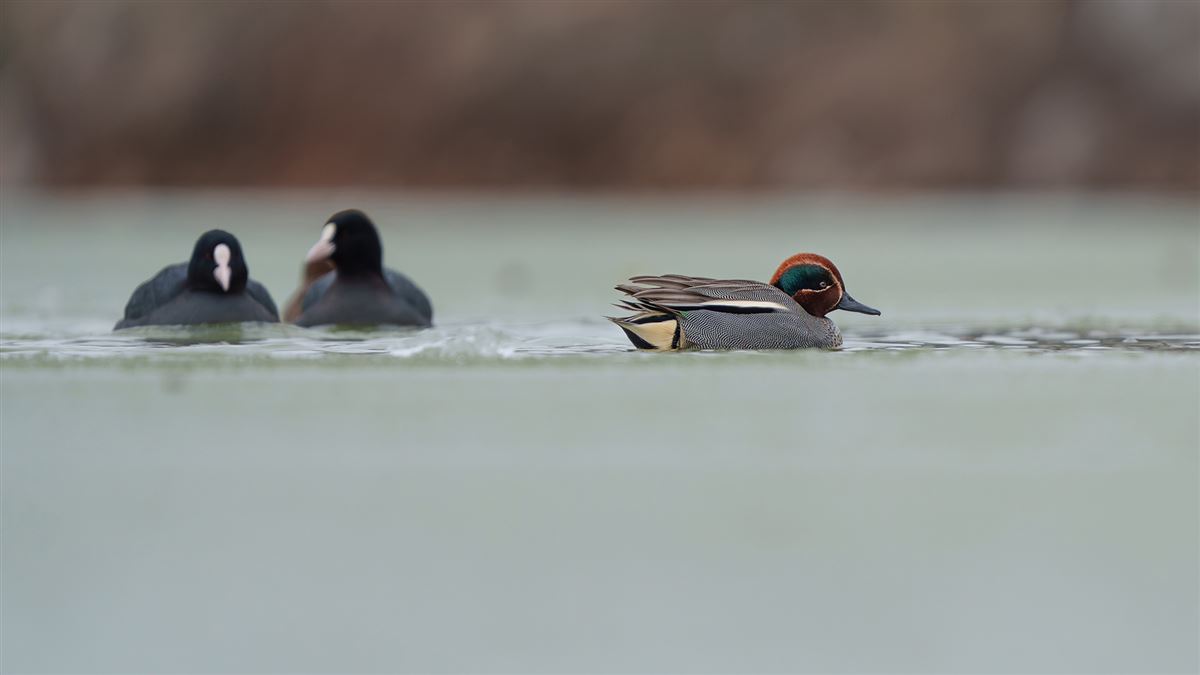 Eurasian Teal