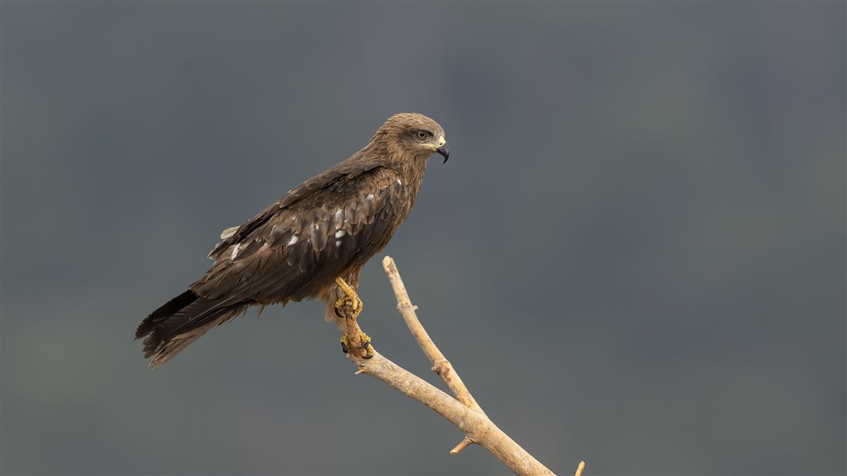 Black Kite