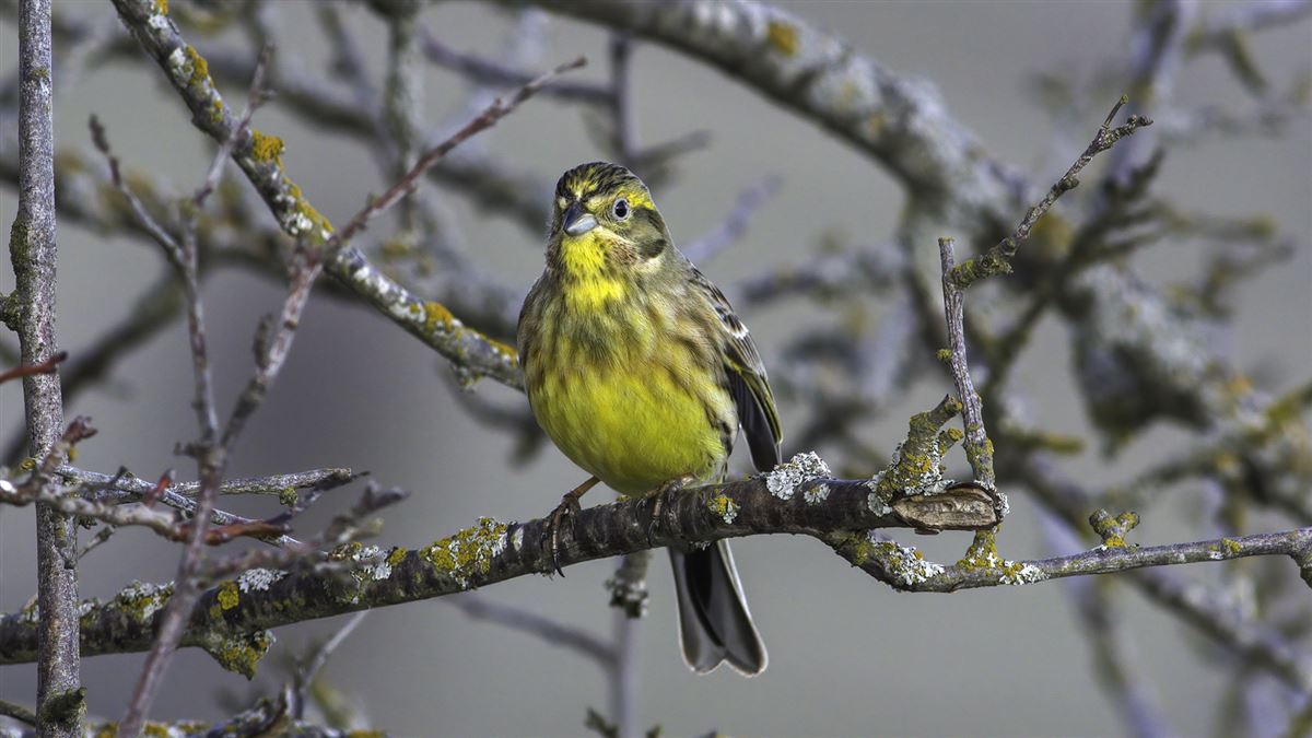 Yellowhammer