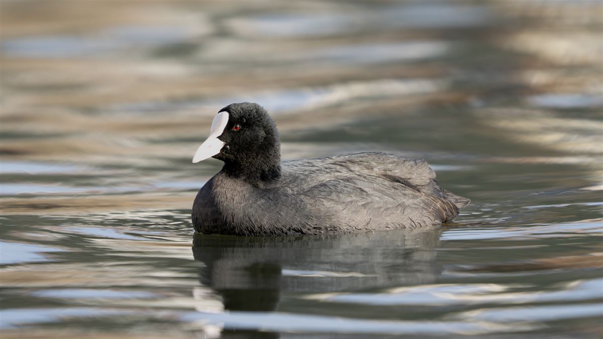 Eurasian Coot