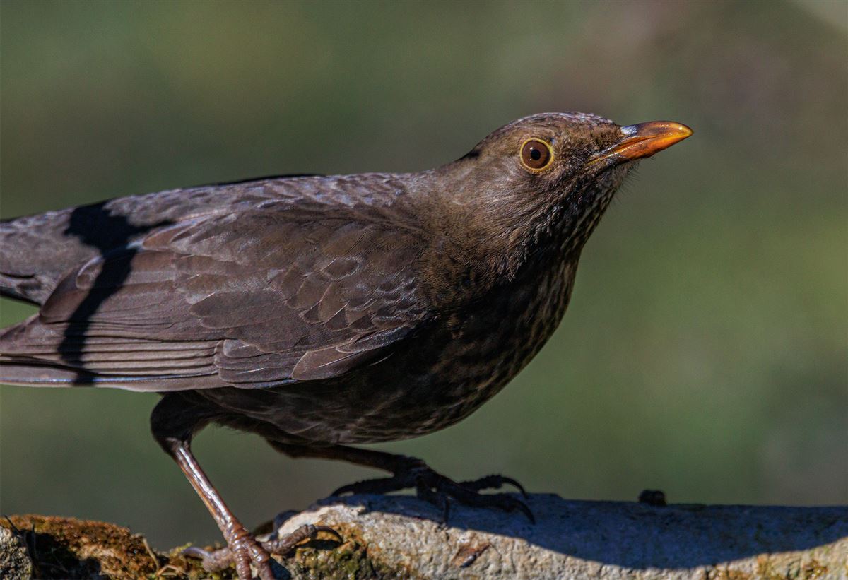 Common Blackbird