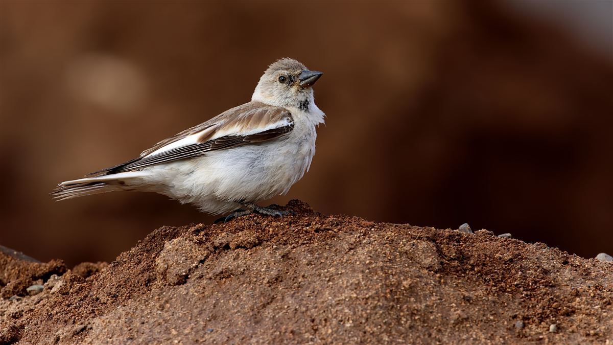 White-winged Snowfinch