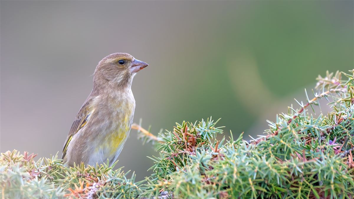 European Greenfinch