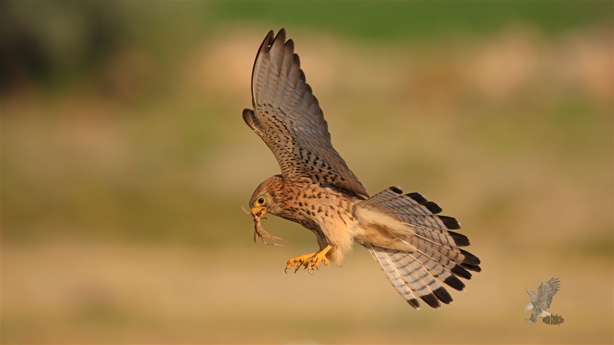 Lesser Kestrel