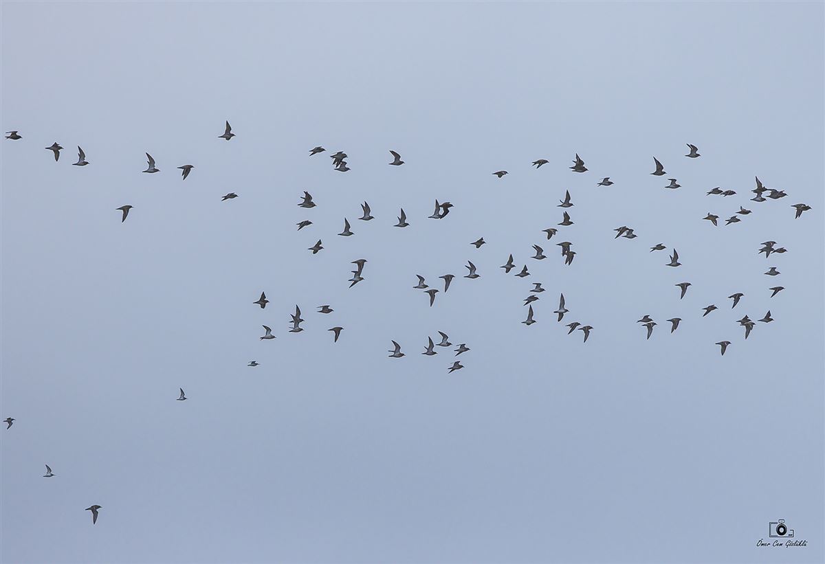 European Golden Plover