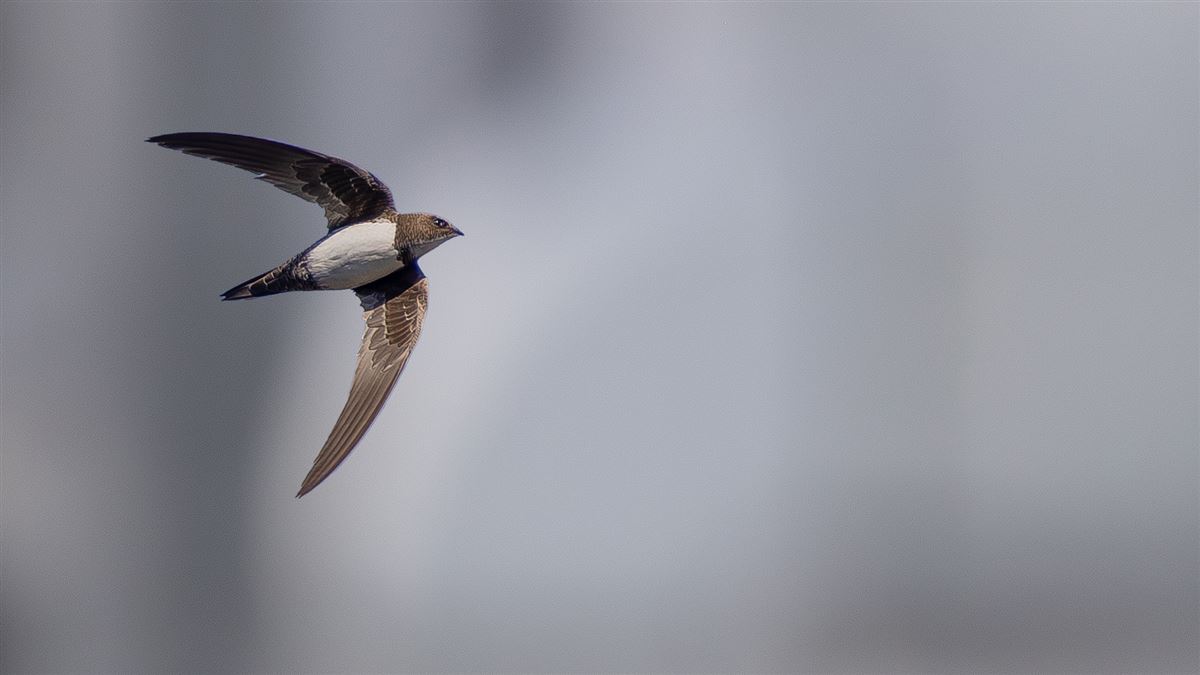 Alpine Swift