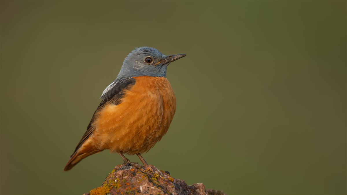 Common Rock Thrush