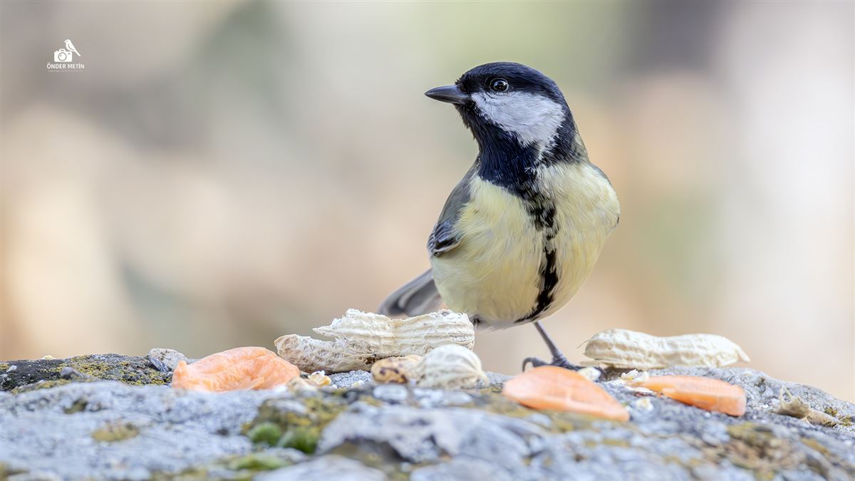 Great Tit