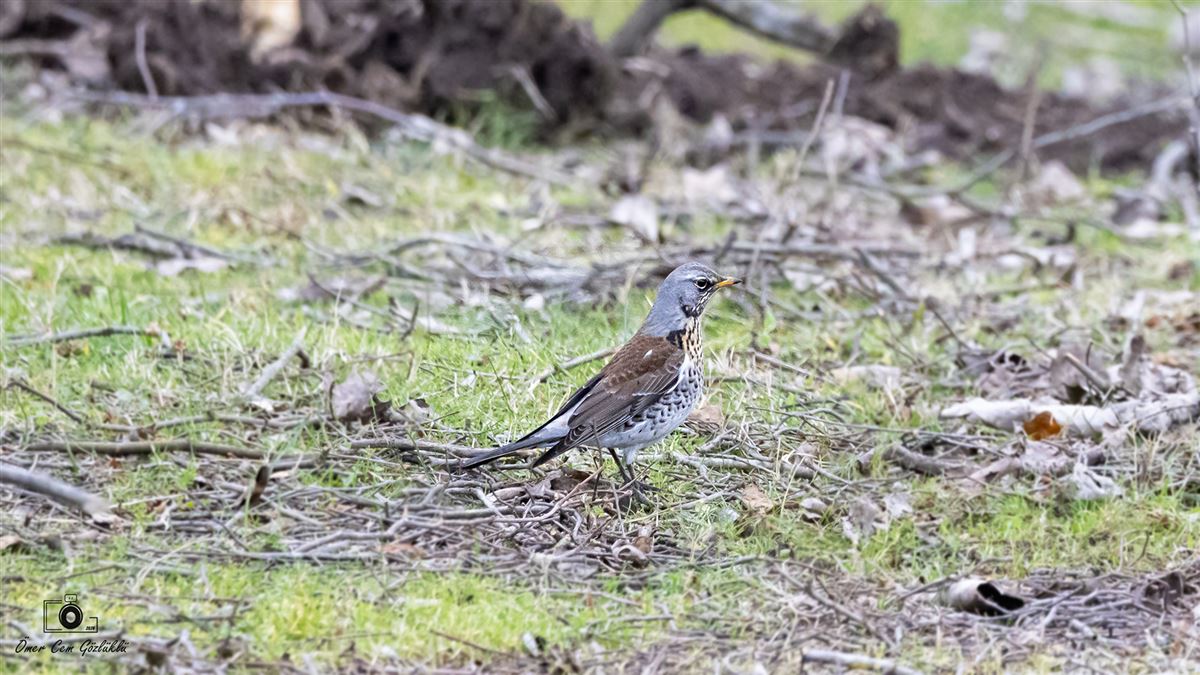 Fieldfare