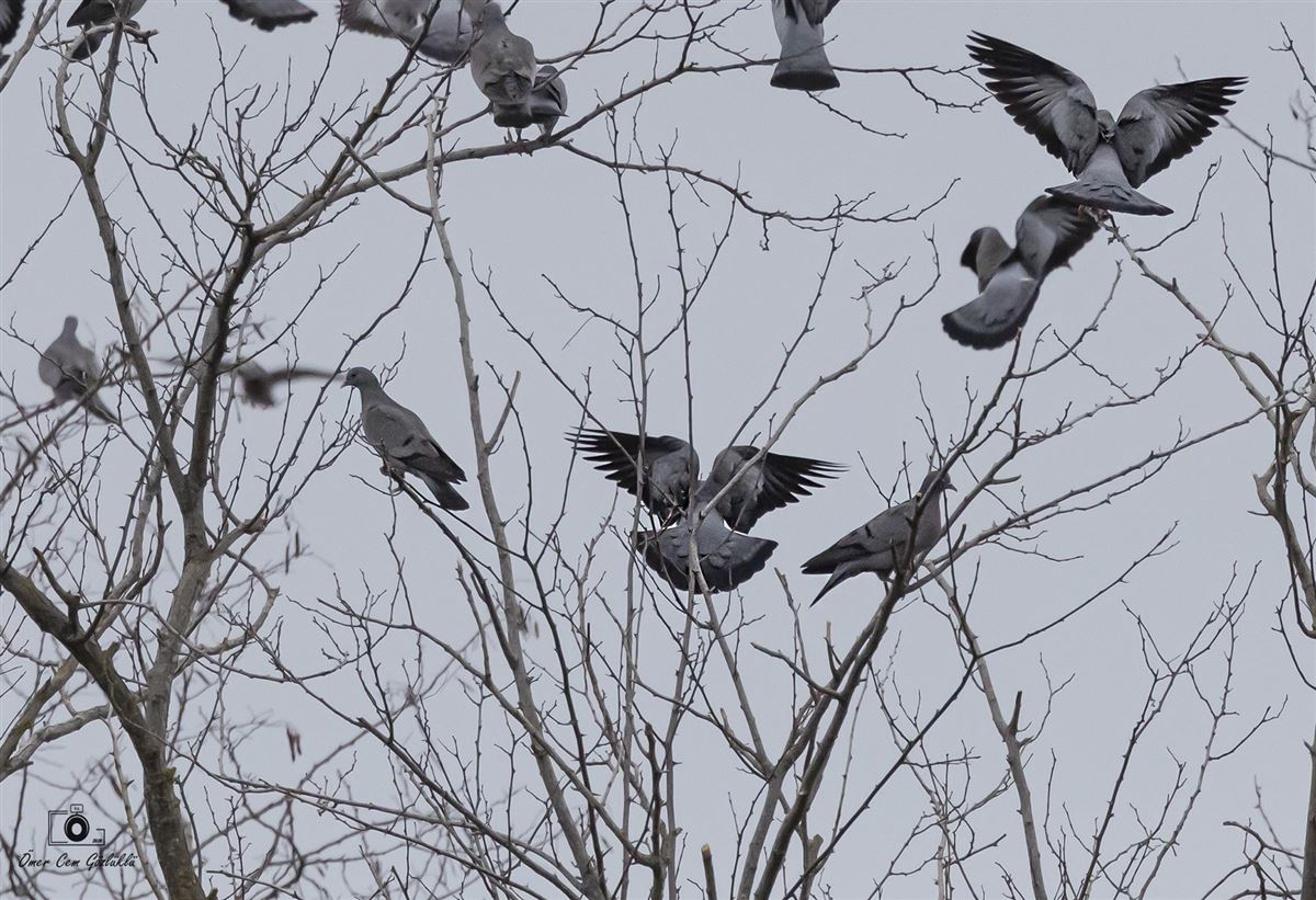 Stock Dove