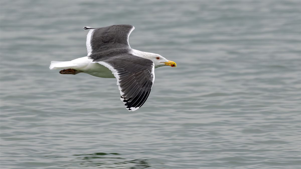Great Black-backed Gull