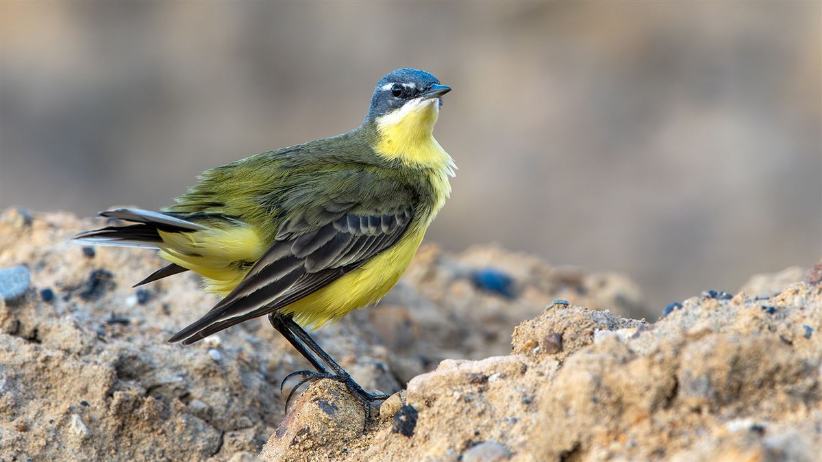Western Yellow Wagtail