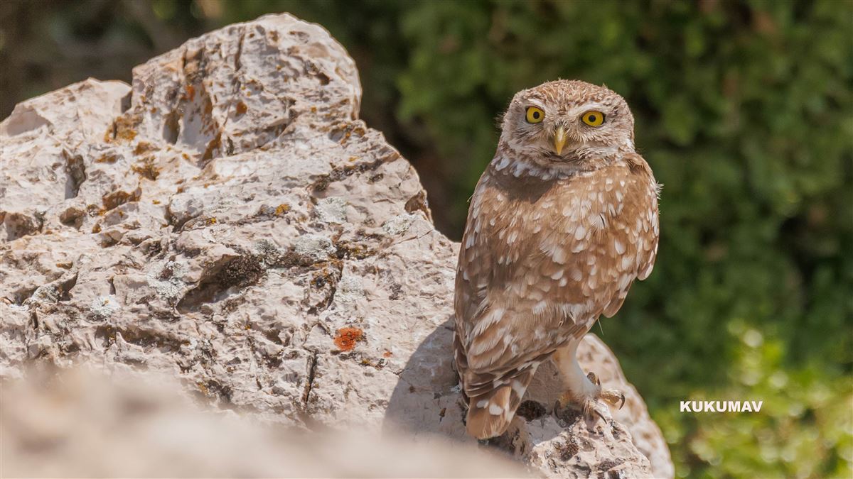 Little Owl