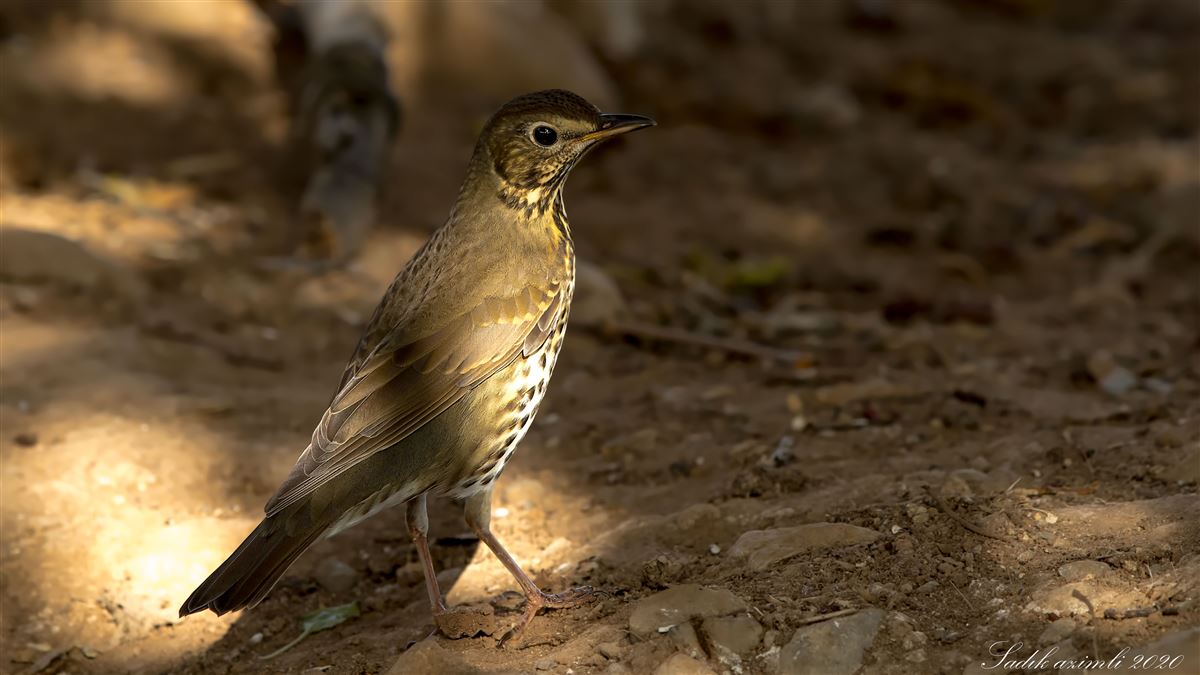 Song Thrush