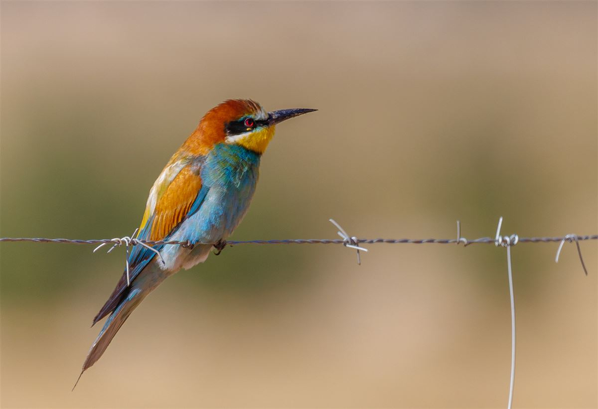 European Bee-eater