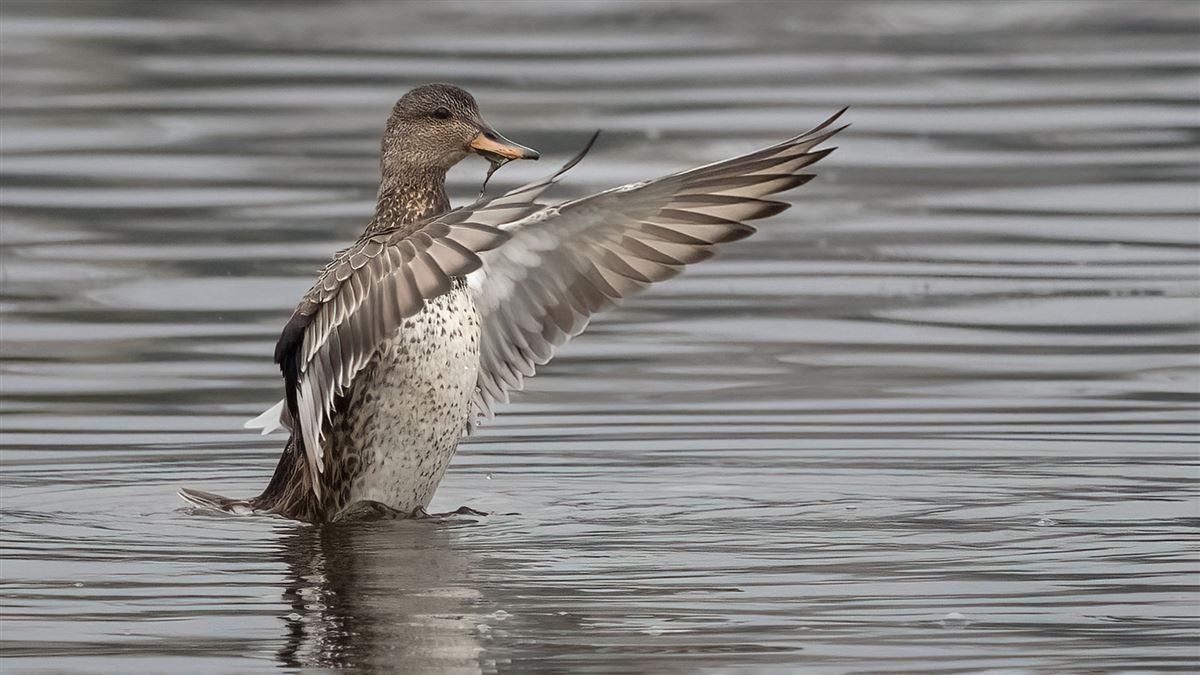 Gadwall