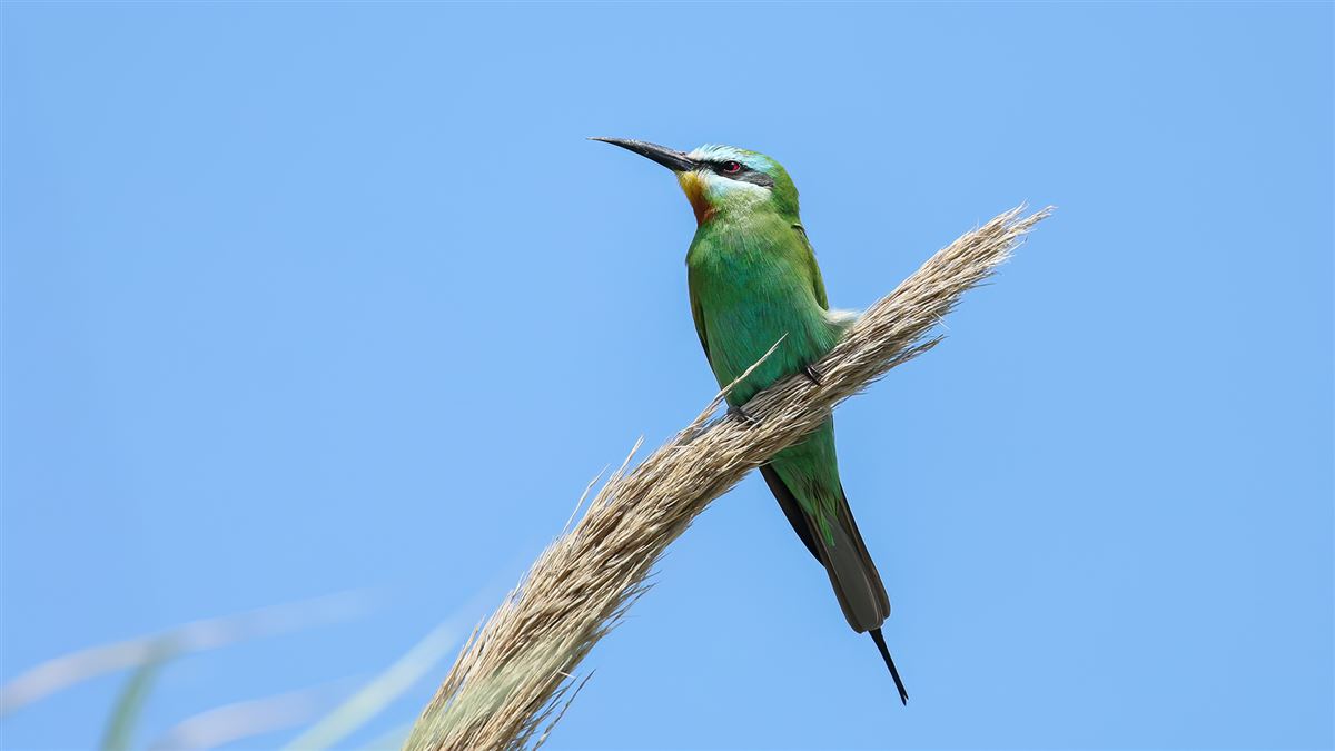 Blue-cheeked Bee-eater