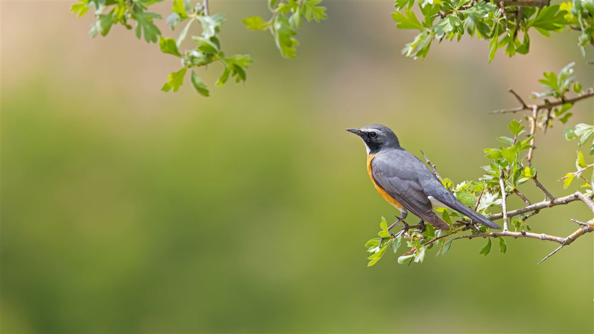 White-throated Robin