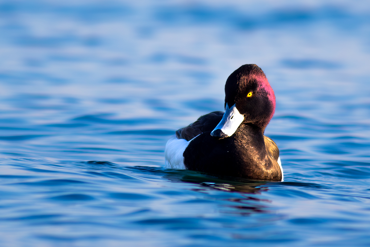 Tufted Duck