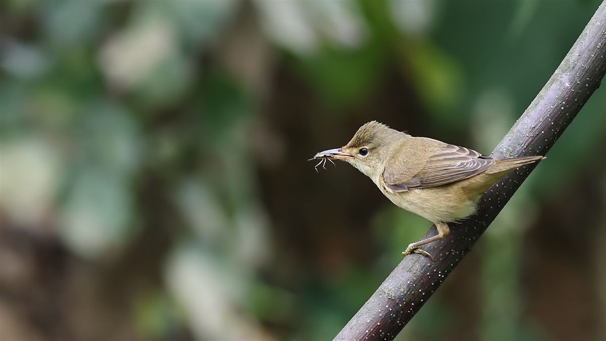 Marsh Warbler