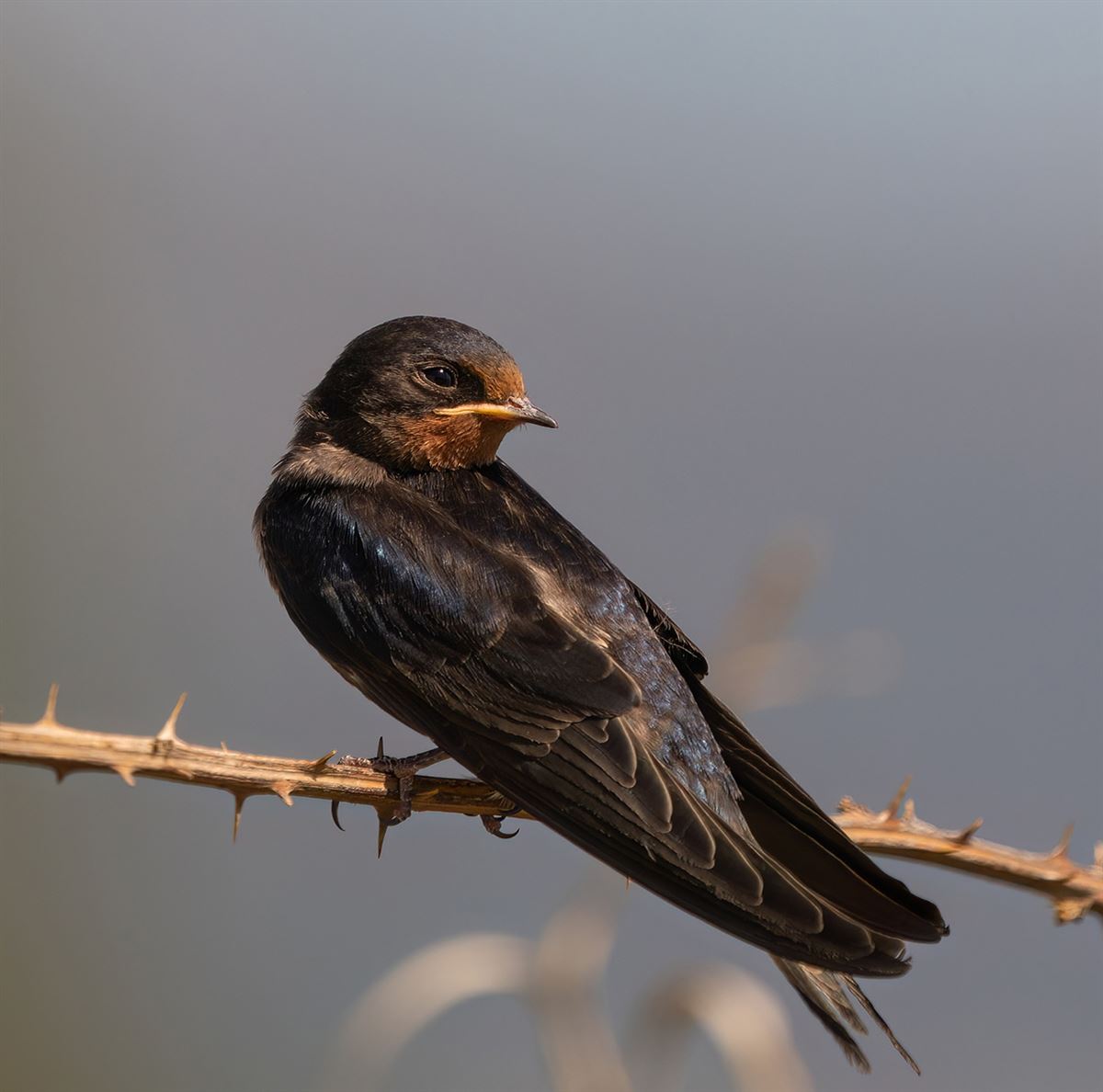 Barn Swallow