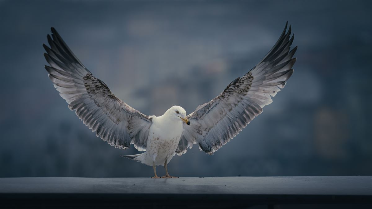 Yellow-legged Gull