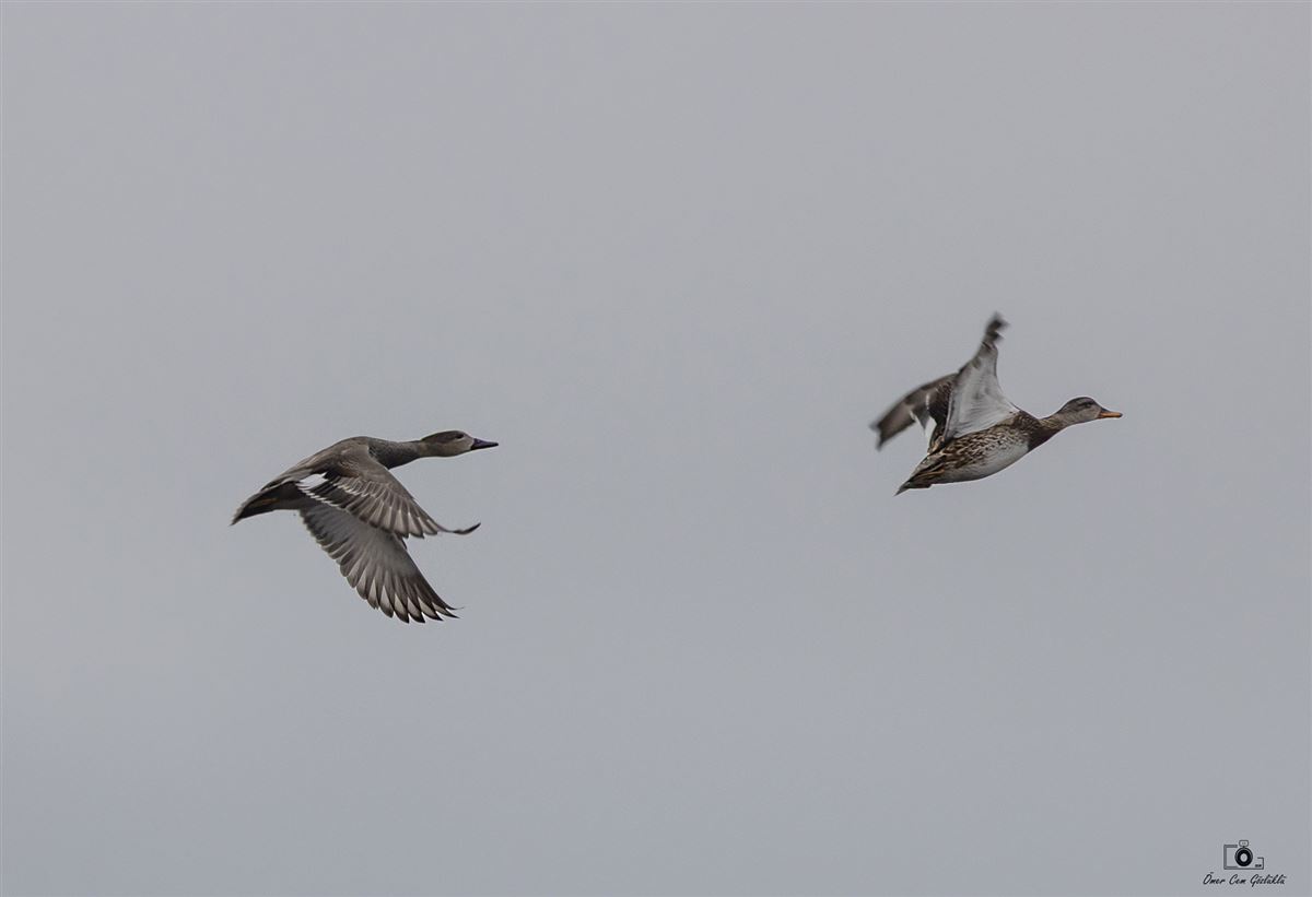 Gadwall
