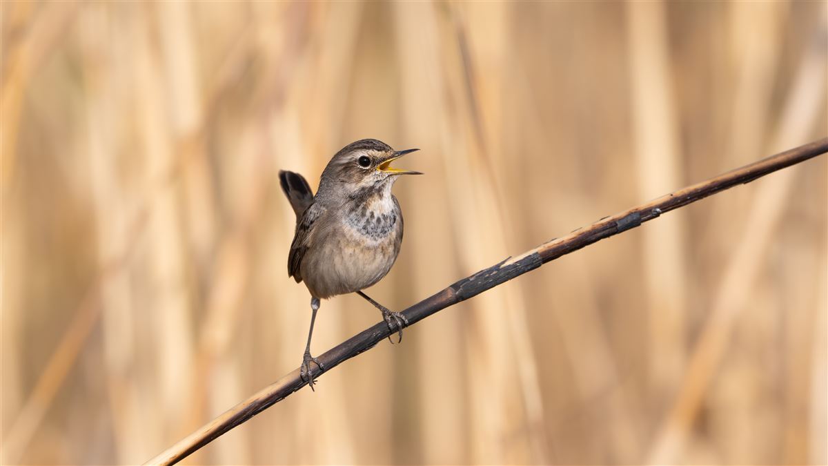 Bluethroat