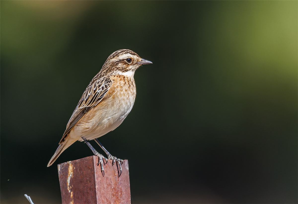 Whinchat