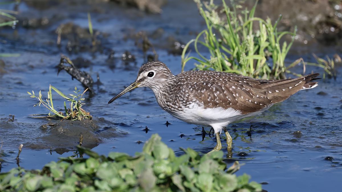 Green Sandpiper