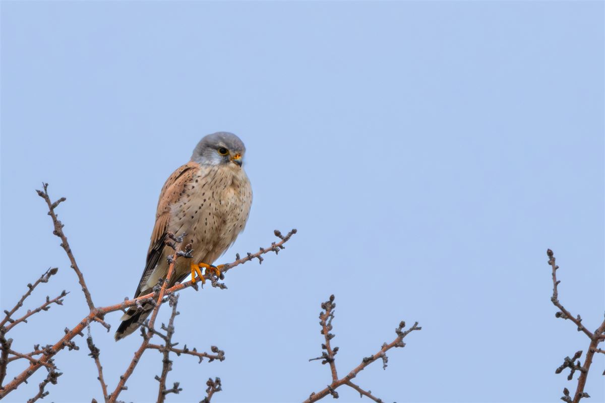 Common Kestrel