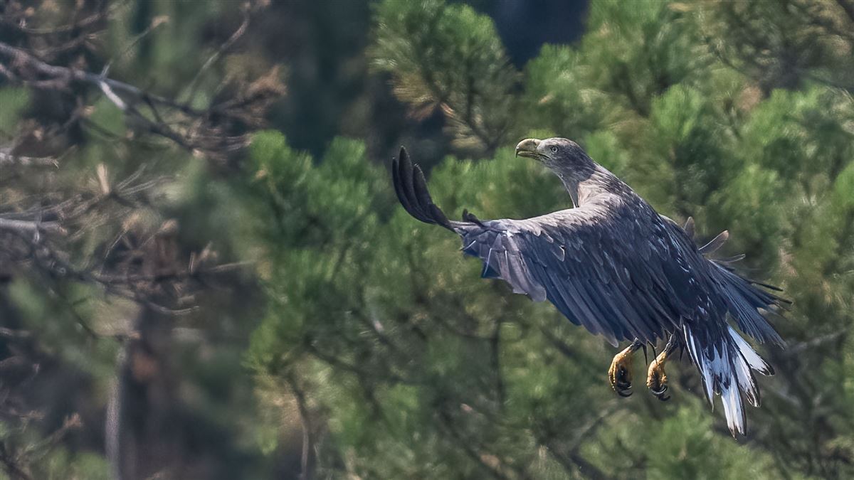 White-tailed Eagle