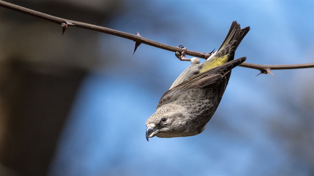 Red Crossbill